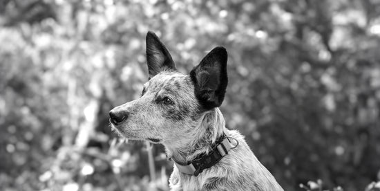 Fidlock Buckle Collars