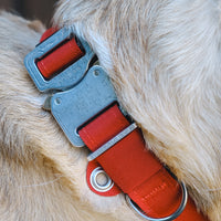EVO Collar