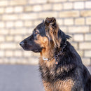 Collarín ajustable – con gancho SPRENGER – Acero inoxidable, 3,0 mm