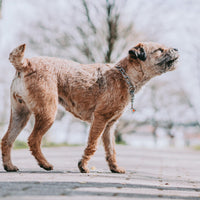 Collar martingala, ajustable – con gancho SPRENGER, acero inoxidable, 3,0 mm