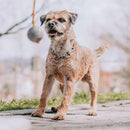 Collar martingala, ajustable – con gancho SPRENGER, acero inoxidable, 3,0 mm